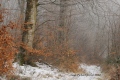 sommière enneigée - paysages N° 2