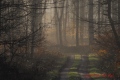 le chemin blanc - paysages N° 2