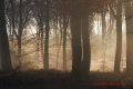 premières lueures - paysages N° 2