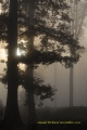 derniers arbres - paysages N° 2