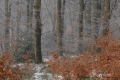givre parcelle 35 - paysages N° 2