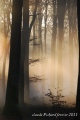 brume matinale - paysages N° 2