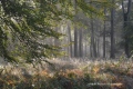 ambiance d'automne - paysages N° 2