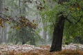neige d'octobre - paysages N° 2