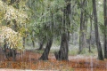 canton  Isabelle sous la neige - paysages N° 2