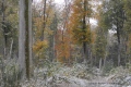 deux saisons en une. - paysages N° 2