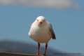 mouette rouge affichée - Nouvelle Zélande suite 2
