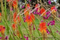 tapis de fleurs - Nouvelle Zélande suite 2