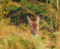 biche aux renseignements - cerf