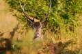 jeune cerf - cerf