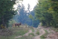 cerf adulte - cerf