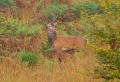 canevas - cerf