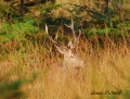 sur ses gardes - cerf