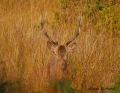 le cerf à moumoute - cerf
