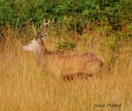 fierté - cerf