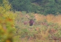 le perdant - cerf