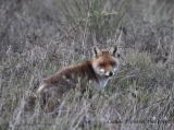 le renard - lièvre et mammifères