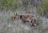 renard en chasse - lièvre et mammifères