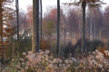 parcelle 81 forêt Indivise d'EU - Paysages N° 3