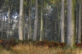 Fau de forêt - Paysages N° 3