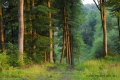 parcelle 335 - Paysages N° 3