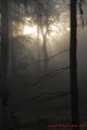 premiers rayons de soleil dans la brume matinale - Paysages N° 3