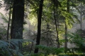 parcelle 35 forêt Indivise d'EU en Haute Normandie - Paysages N° 3