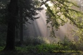 parcelle 35 forêt Indivise d'EU en Haute Normandie - Paysages N° 3