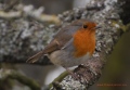 rouge gorge - les oiseaux N° 3