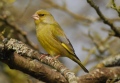 verdier mâle adulte - les oiseaux N° 3