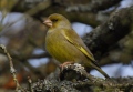 en plumage nuptial - les oiseaux N° 3