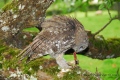 le festin de la chouette hulotte - les oiseaux N° 3