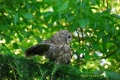 chouette hulotte sur un mélèze - les oiseaux N° 3