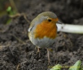 le rouge gorge - les oiseaux N° 3