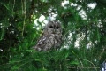 chouette hulotte surprise - les oiseaux N° 3