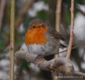 rouge gorge - les oiseaux N° 3