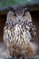 hibou grand duc - les oiseaux N° 3
