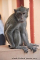 singe à Phnom Penh - Cambodge 2013