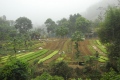 jardin collectif - Laos 2013