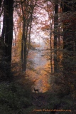 silhouette - chevreuils  2