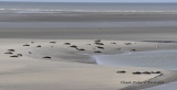 Berck  avec ses phoques sur la baie d'Autie. - Haute et Basse Normandie