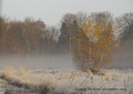 brouillard givrant en forêt d'EU - paysages N° 4