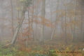 tableau d'automne - paysages N° 4