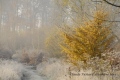 charme sous givre - paysages N° 4