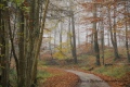 route forestière Louise - paysages N° 4