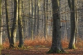 parcelle 35 forêt Indivise d'EU en Haute Normandie - paysages N° 4