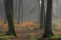 parcelle 35 forêt Indivise d'EU en Haute Normandie - paysages N° 4