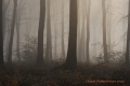 ambiance forestière - paysages N° 4