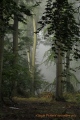 parcelle 53 forêt Indivise d'EU en Haute Normandie - paysages N° 4
