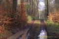 Fau de Forêt - paysages N° 4